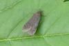Anacampsis sp.